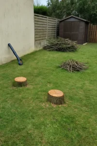Jardin entretenu avec souches d’arbres fraîchement coupées